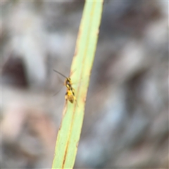 Labium sp. (genus) at Crace, ACT - 15 Nov 2025 by Hejor1