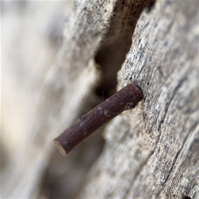 Hemibela (genus) (A Concealer moth (Wingia group) at Crace, ACT - 15 Nov 2025 by Hejor1