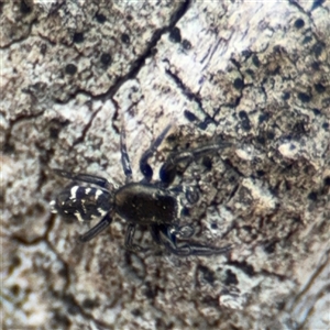 Sandalodes sp. (genus) at Crace, ACT - Yesterday by Hejor1