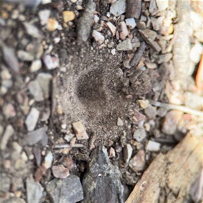 Myrmeleontidae (family) at Crace, ACT - 15 Nov 2025 by Hejor1