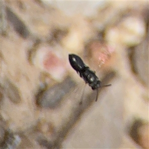 Apocrita (suborder) at Crace, ACT - Today by Hejor1