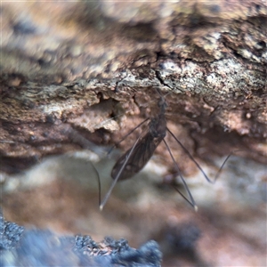 Limoniidae (family) at Kaleen, ACT - Today by Hejor1