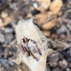 Apocrita (suborder) Nest at Crace, ACT - 15 Nov 2025 by Hejor1