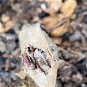 Apocrita (suborder) Nest at Crace, ACT - Today by Hejor1