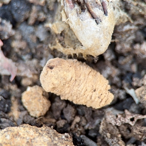 Apocrita (suborder) Nest at Crace, ACT - Today by Hejor1