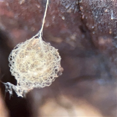 Australomimetus sp. (genus) at Kaleen, ACT - 15 Nov 2025 by Hejor1