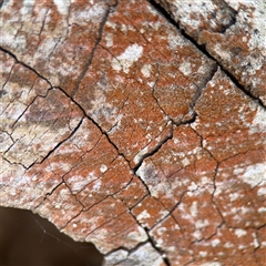 Lichen - crustose at Kaleen, ACT - 15 Nov 2025 by Hejor1