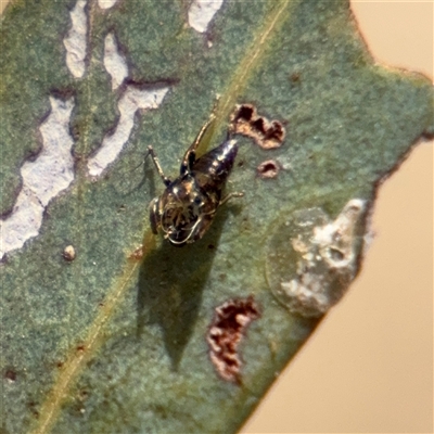 Eurymelinae (subfamily) at Crace, ACT - 15 Nov 2025 by Hejor1