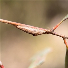 Lepidoptera unclassified IMMATURE (caterpillar or pupa or cocoon) at Kaleen, ACT - 15 Nov 2025 by Hejor1