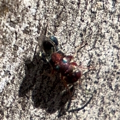 Agamerion (Genus) at Kaleen, ACT - 15 Nov 2025 by Hejor1