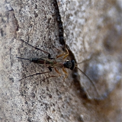 Ichneumonidae (family) at Kaleen, ACT - 15 Nov 2025 by Hejor1
