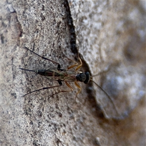 Ichneumonidae (family) at Kaleen, ACT - Today by Hejor1
