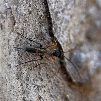 Ichneumonidae (family) at Kaleen, ACT - 15 Nov 2025 by Hejor1