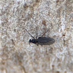 Sciaridae sp. (family) at Kaleen, ACT - 15 Nov 2025 by Hejor1