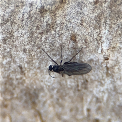 Sciaridae sp. (family) at Kaleen, ACT - 15 Nov 2025 by Hejor1