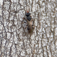 Chalcididae (family) at Kaleen, ACT - 15 Nov 2025 by Hejor1