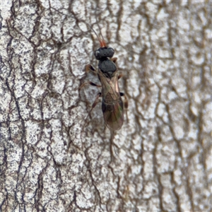 Chalcididae (family) at Kaleen, ACT - Today by Hejor1