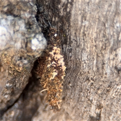 Cebysa leucotelus (Australian Bagmoth) at Crace, ACT - 15 Nov 2025 by Hejor1