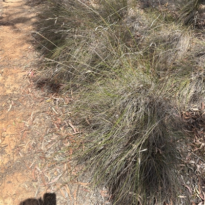 Rhytidosporum prostratum at Kaleen, ACT - 15 Nov 2025 by Hejor1