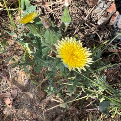 Sonchus sp. at Crace, ACT - 15 Nov 2025 by Hejor1