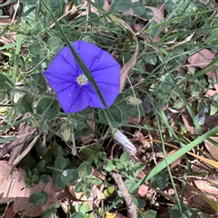 Convolvulus sabatius at Crace, ACT - Yesterday by Hejor1