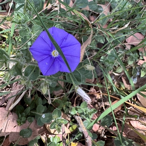 Convolvulus sabatius at Crace, ACT - Yesterday by Hejor1