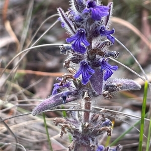 Ajuga australis (Austral Bugle) at Hackett, ACT - Yesterday by Clarel