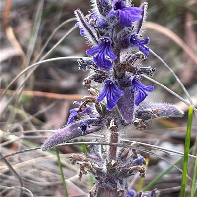 Ajuga australis (Austral Bugle) at Hackett, ACT - 15 Nov 2025 by Clarel