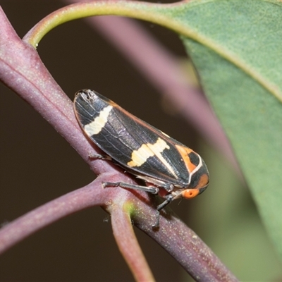 Eurymeloides pulchra (Gumtree hopper) at Higgins, ACT - 14 Nov 2025 by AlisonMilton
