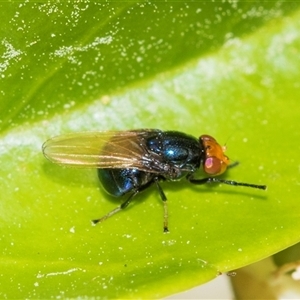 Unverified Other true fly at Higgins, ACT - 13 Nov 2025 by AlisonMilton