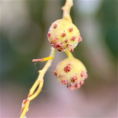 Trichilogaster sp. (genus) (Acacia gall wasp) at Holder, ACT - 1 Nov 2025 by Hejor1