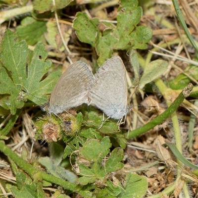 Zizina otis (Common Grass-Blue) at Higgins, ACT - 14 Nov 2025 by AlisonMilton