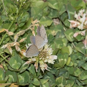 Zizina otis (Common Grass-Blue) at Latham, ACT - Yesterday by AlisonMilton