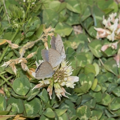 Zizina otis (Common Grass-Blue) at Latham, ACT - 14 Nov 2025 by AlisonMilton