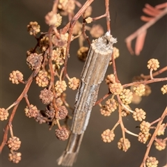 Lepidoscia arctiella (Tower Case Moth) at Macgregor, ACT - 14 Nov 2025 by AlisonMilton