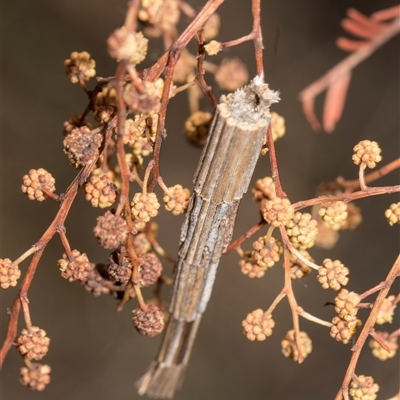 Lepidoscia arctiella (Tower Case Moth) at Macgregor, ACT - 14 Nov 2025 by AlisonMilton