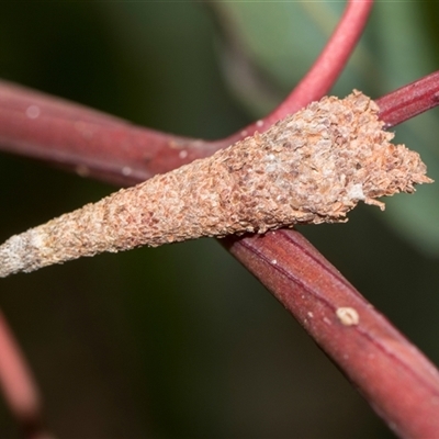 Conoeca or Lepidoscia (genera) IMMATURE (Unidentified Cone Case Moth larva, pupa, or case) at Latham, ACT - 14 Nov 2025 by AlisonMilton
