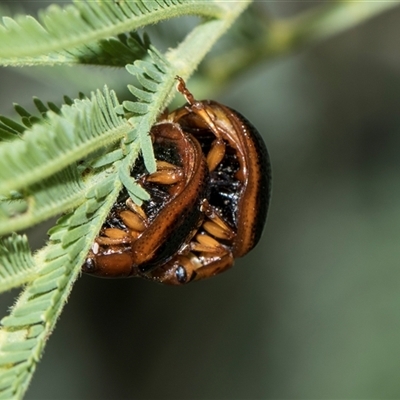 Dicranosterna immaculata (Acacia leaf beetle) at Macgregor, ACT - 14 Nov 2025 by AlisonMilton
