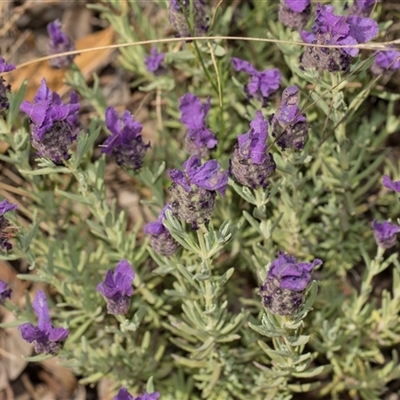 Lavandula stoechas (Spanish Lavender or Topped Lavender) at Macgregor, ACT - 14 Nov 2025 by AlisonMilton