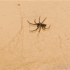 Badumna insignis at Macgregor, ACT - 14 Nov 2025 by AlisonMilton