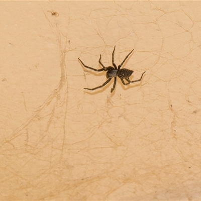 Badumna insignis at Macgregor, ACT - 14 Nov 2025 by AlisonMilton