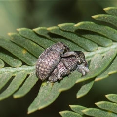 Unverified Weevil (Curculionoidea) at Macgregor, ACT - 14 Nov 2025 by AlisonMilton