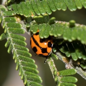 Coccinella transversalis (Transverse Ladybird) at Macgregor, ACT - Yesterday by AlisonMilton