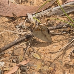 Junonia villida (Meadow Argus) at Macgregor, ACT - 14 Nov 2025 by AlisonMilton