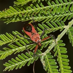 Gminatus australis (Orange assassin bug) at Macgregor, ACT - 14 Nov 2025 by AlisonMilton