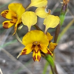 Diuris sp. at Hackett, ACT - Yesterday by Clarel