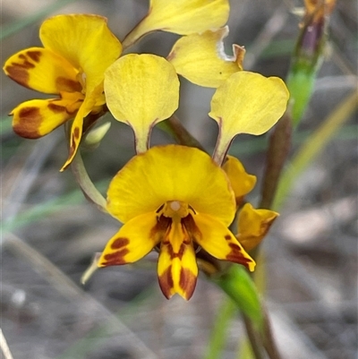 Diuris sp. at Hackett, ACT - Yesterday by Clarel