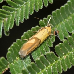 Stathmopoda crocophanes (Yellow Stathmopoda Moth) at Macgregor, ACT - 14 Nov 2025 by AlisonMilton
