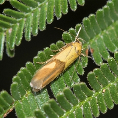 Stathmopoda crocophanes (Yellow Stathmopoda Moth) at Macgregor, ACT - 14 Nov 2025 by AlisonMilton