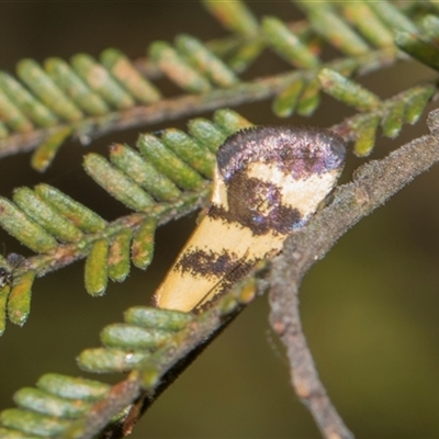 Olbonoma triptycha (Chezela Group) at Macgregor, ACT - 14 Nov 2025 by AlisonMilton